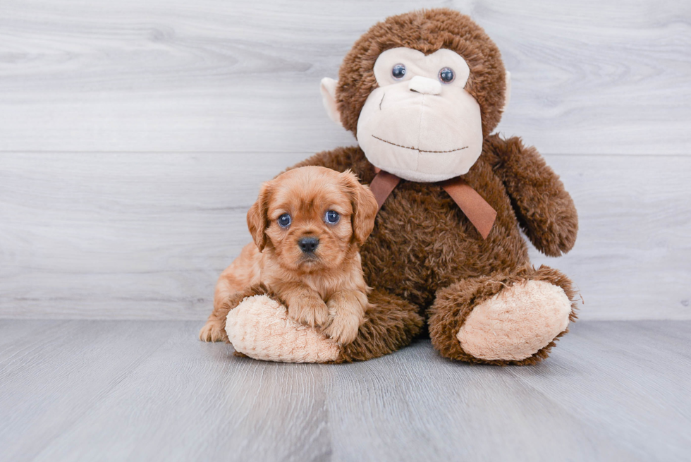 Funny Cavalier King Charles Spaniel Baby