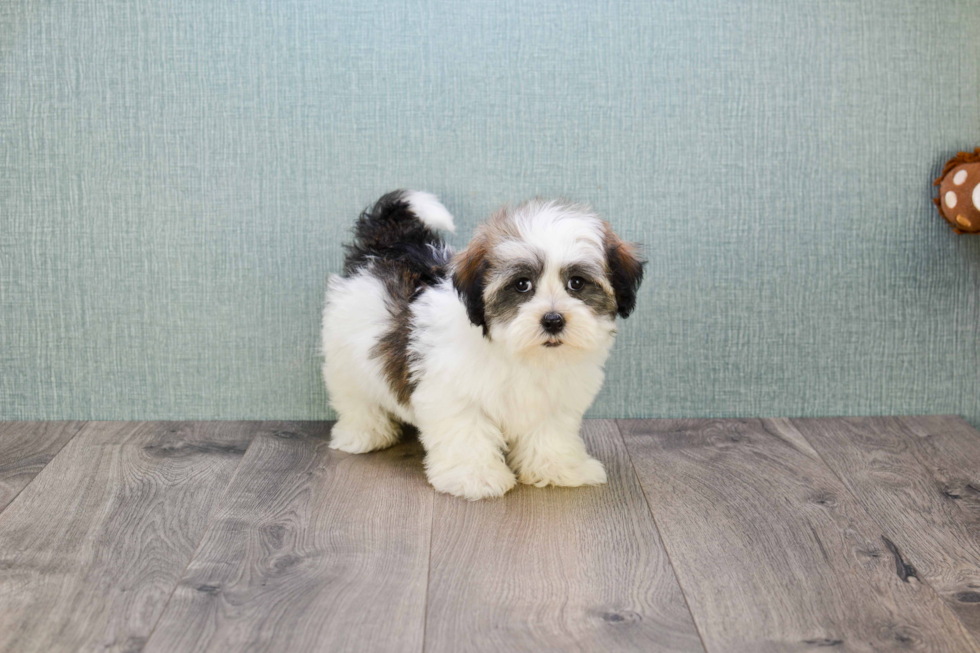 Funny Havanese Purebred Pup