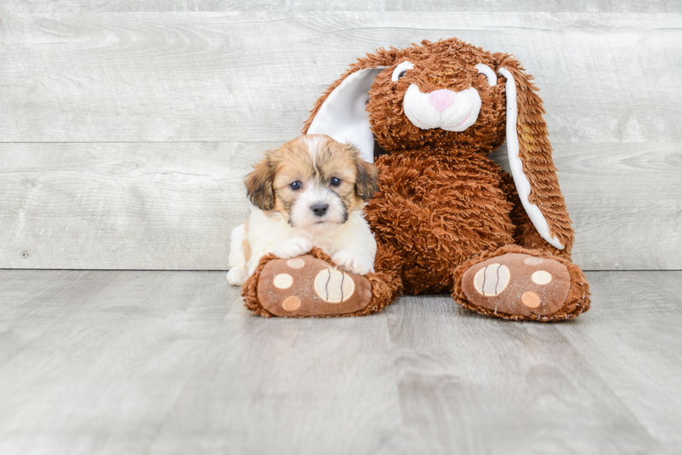 Cute Teddy Bear Baby