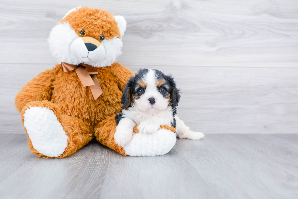 Small Cavalier King Charles Spaniel Baby