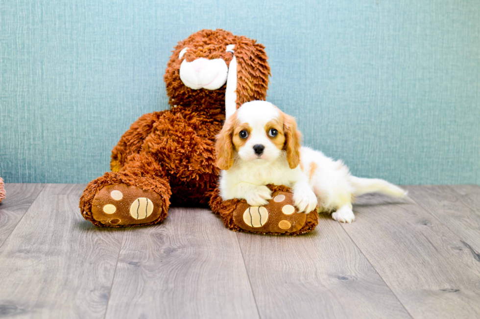 Best Cavalier King Charles Spaniel Baby