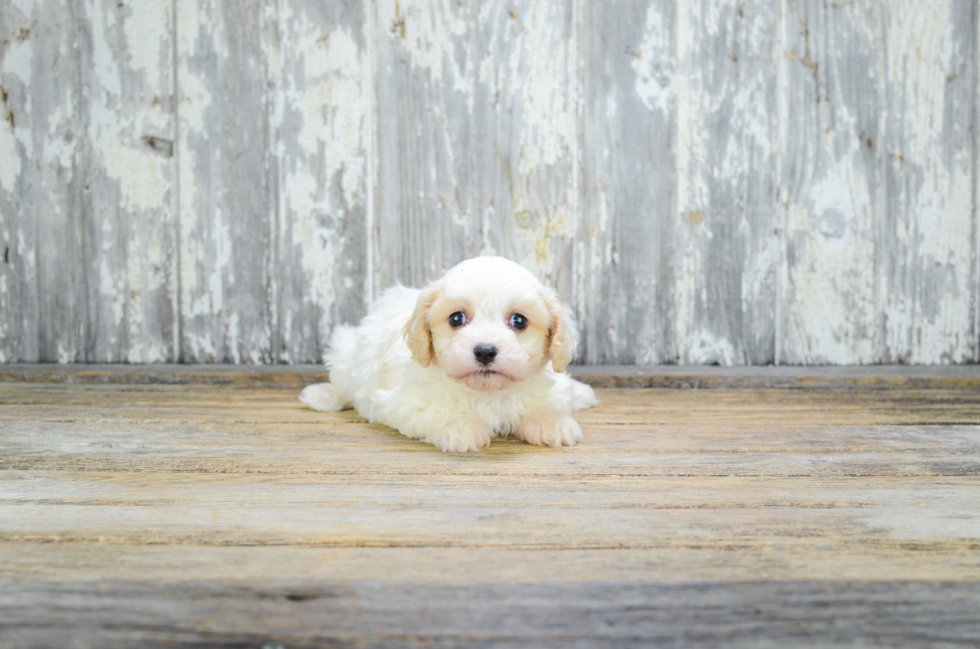 Cavachon Pup Being Cute