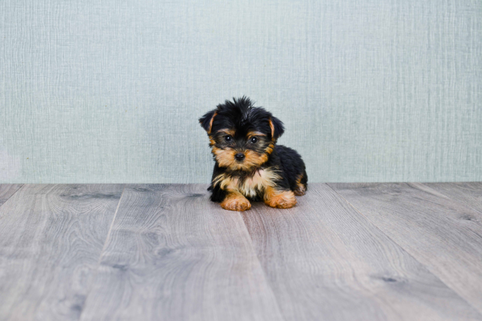 Meet Nugget - our Yorkshire Terrier Puppy Photo 