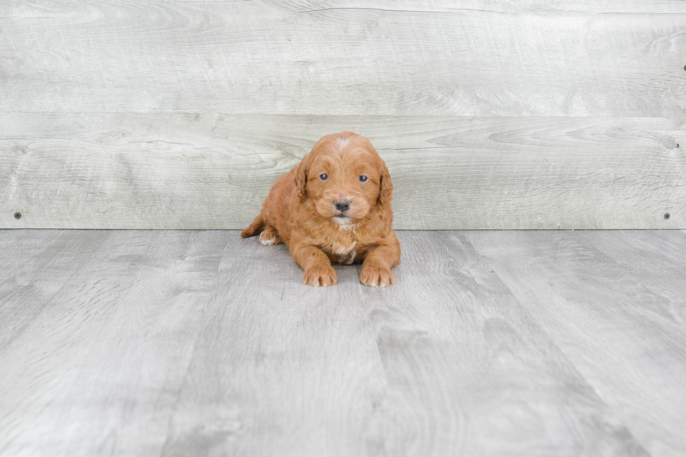 Petite Mini Goldendoodle Poodle Mix Pup