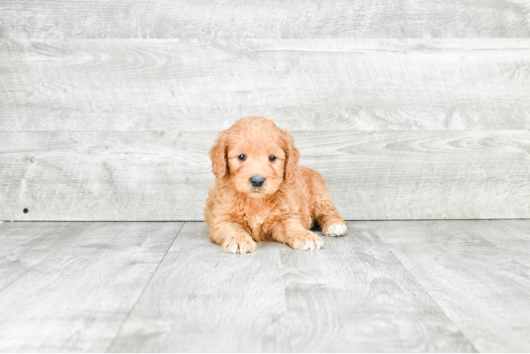 Adorable Golden Retriever Poodle Mix Puppy