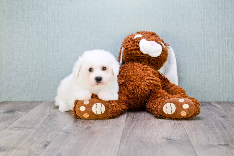 Happy Bichon Frise Purebred Puppy