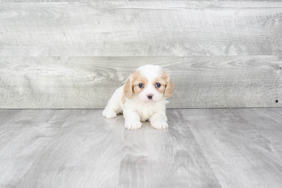 Cavachon Puppy for Adoption