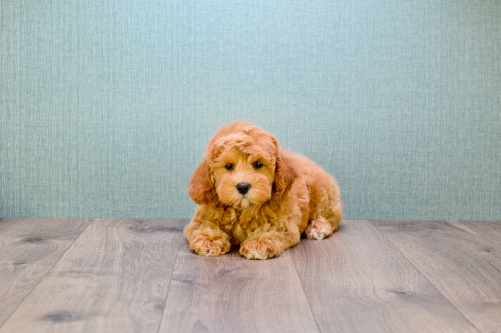 Mini Goldendoodle Pup Being Cute