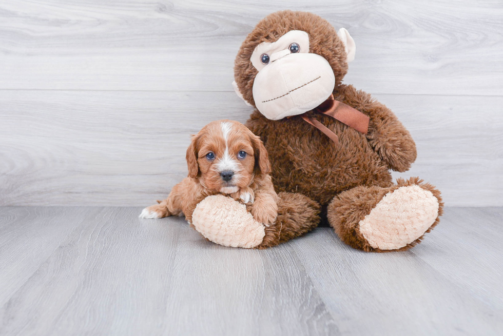 Fluffy Cavapoo Poodle Mix Pup