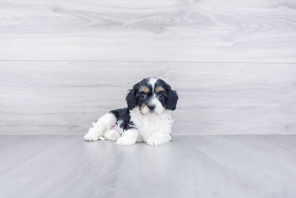 Adorable Cavoodle Poodle Mix Puppy