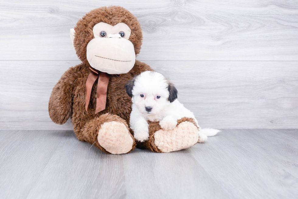 Teddy Bear Pup Being Cute