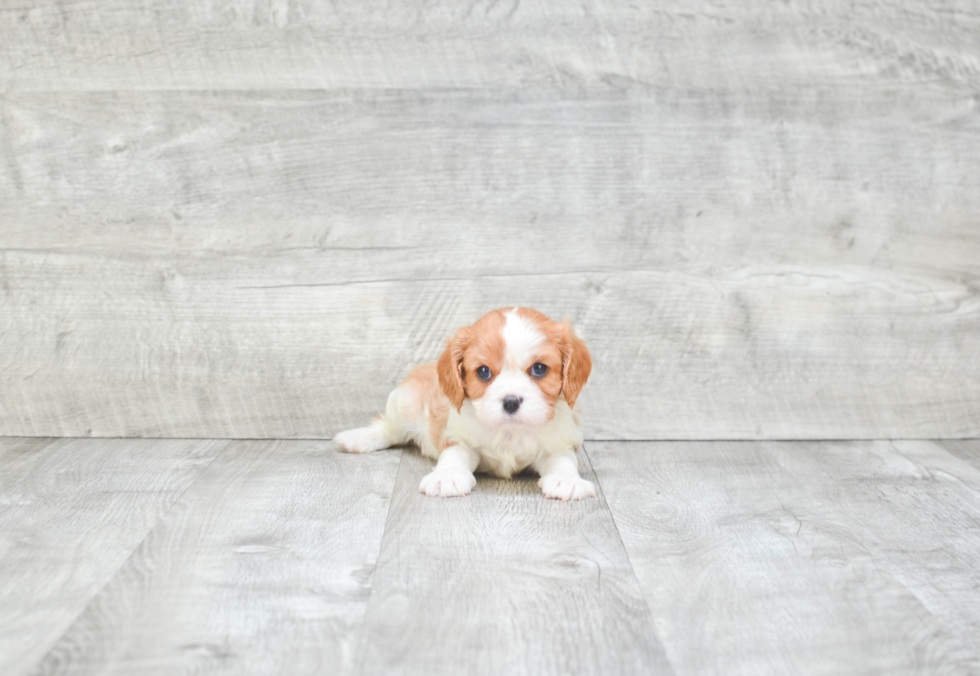 Cavalier King Charles Spaniel Pup Being Cute