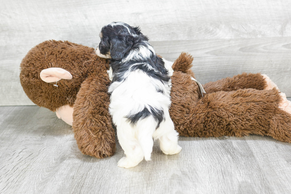 Cavachon Pup Being Cute