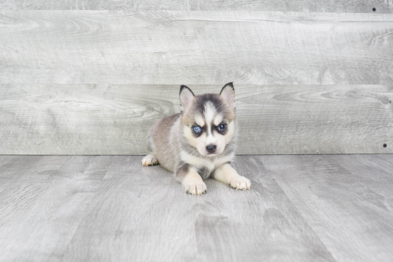 Pomsky Pup Being Cute