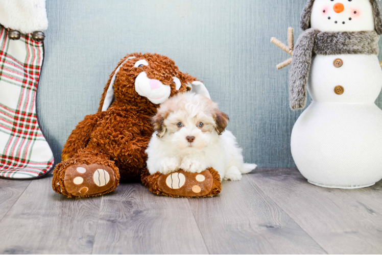 Best Havanese Baby