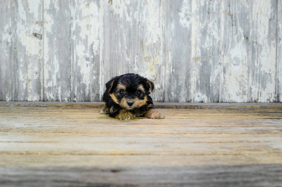 Yorkie Poo Puppy for Adoption