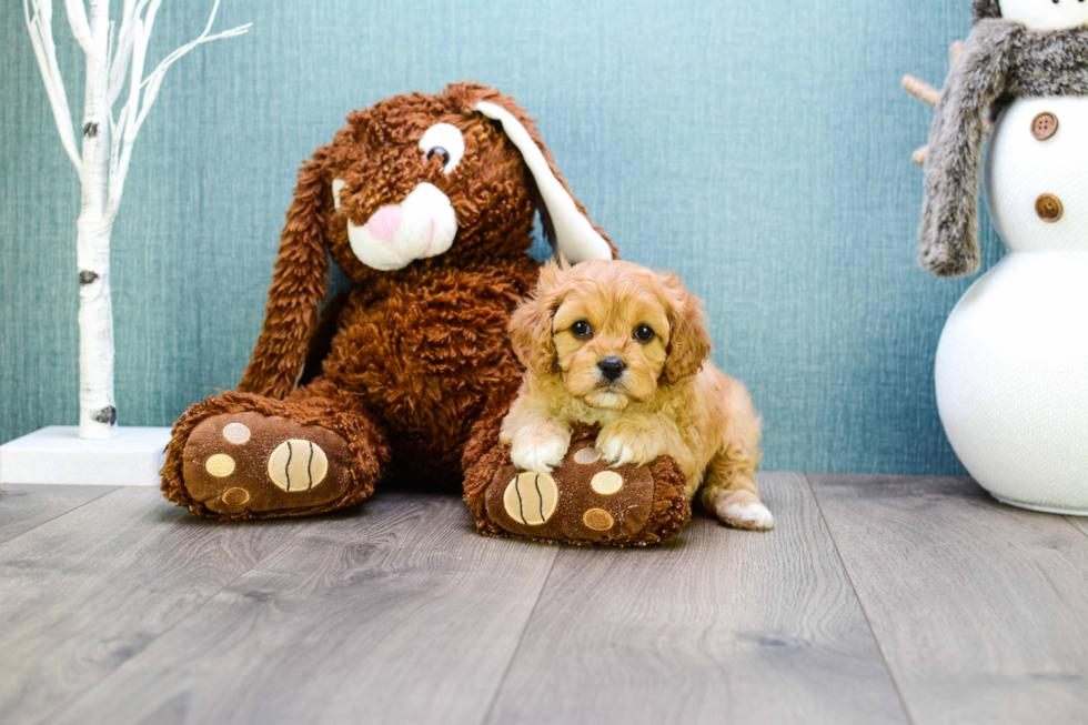 Sweet Cavapoo Baby