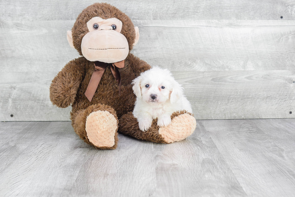 Cavachon Puppy for Adoption