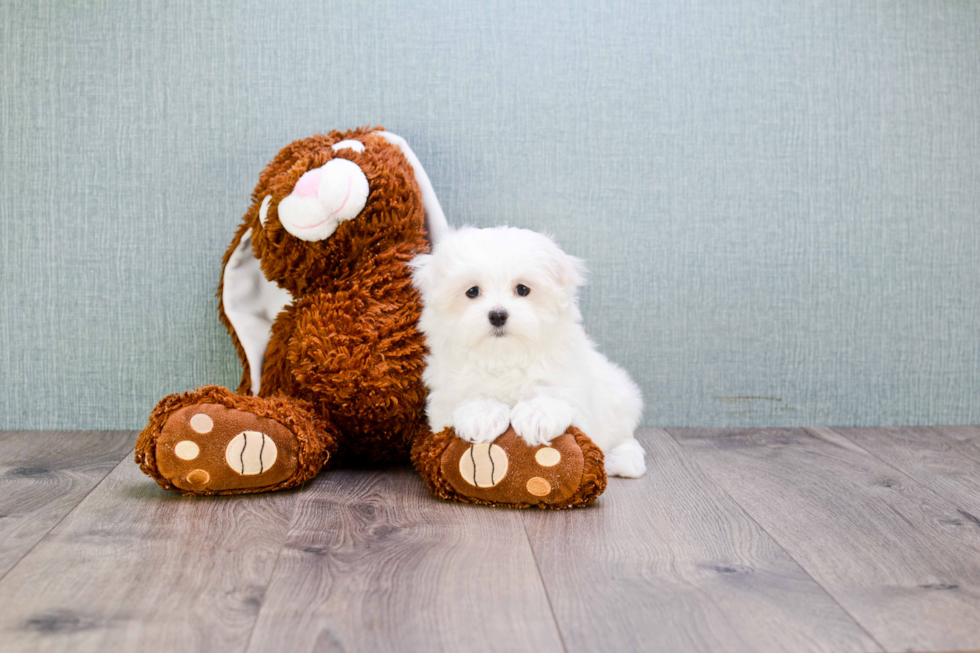 Popular Maltese Baby