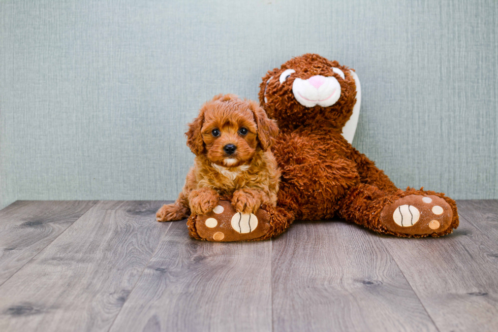 Popular Cavapoo Poodle Mix Pup