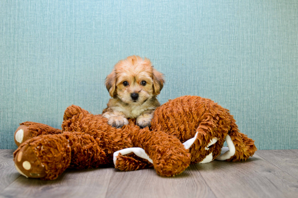 Best Morkie Baby