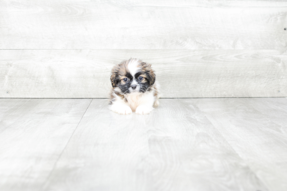 Teddy Bear Pup Being Cute