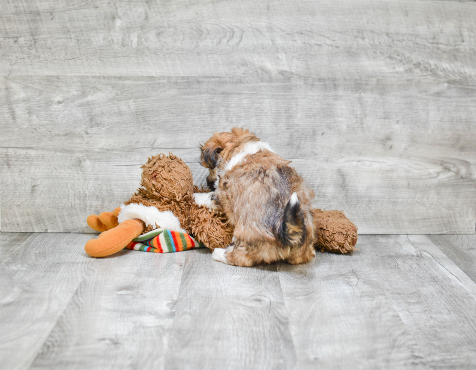 Popular Havanese Purebred Pup