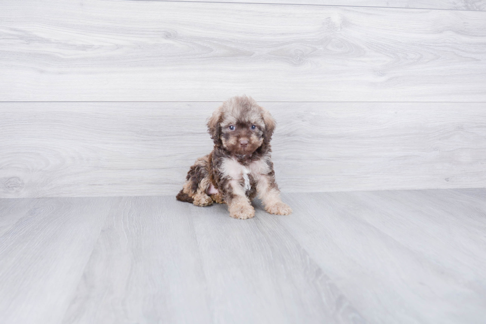 Little Labrador Poodle Mix Puppy