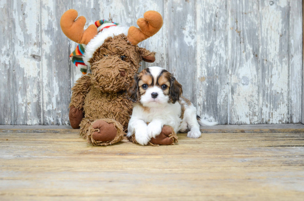 Cavachon Puppy for Adoption