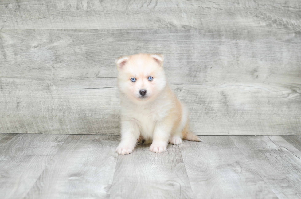 Pomsky Pup Being Cute