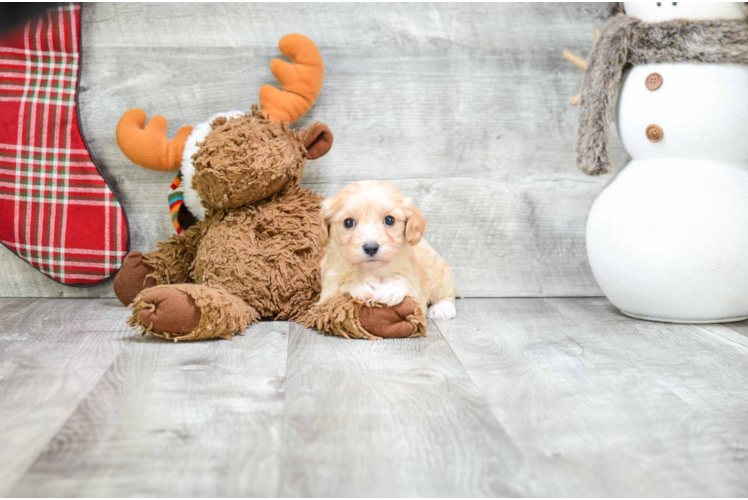 Happy Cavachon Baby