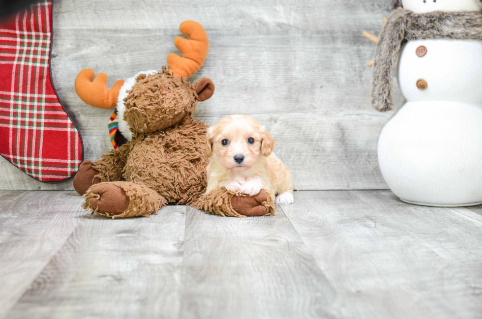 Happy Cavachon Baby