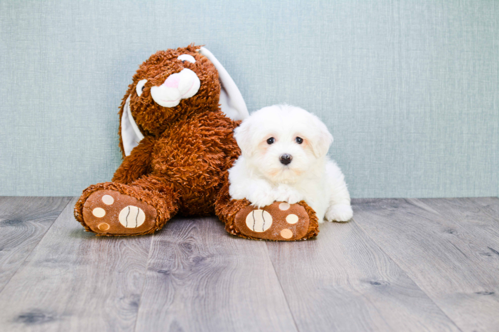 Small Havanese Baby