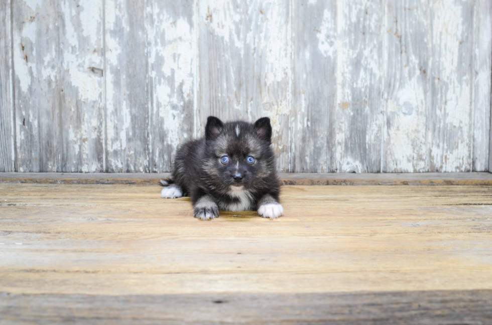 Petite Pomsky Designer Pup