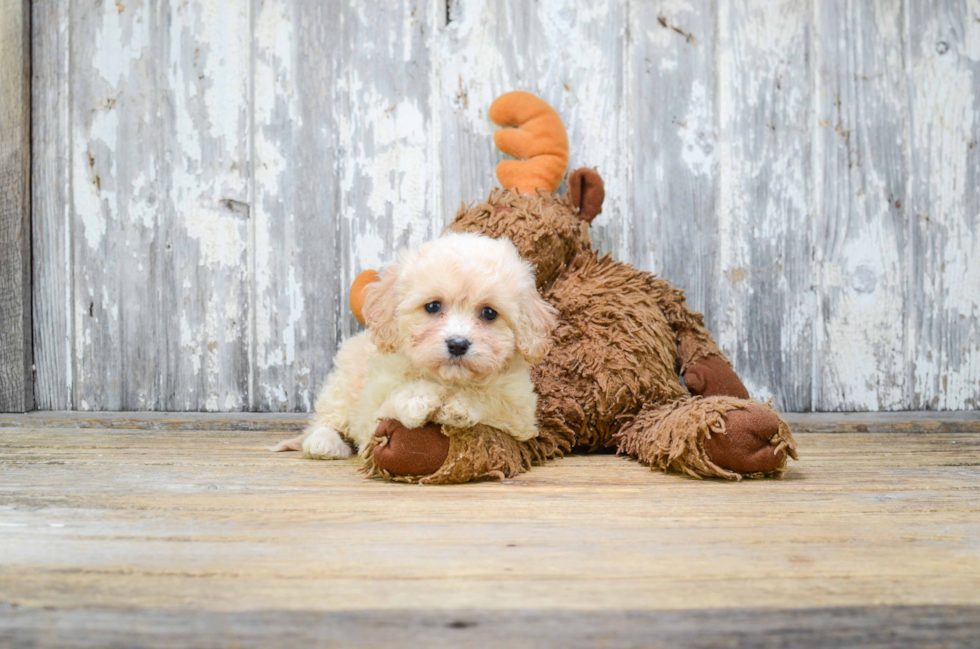 Cavachon Puppy for Adoption