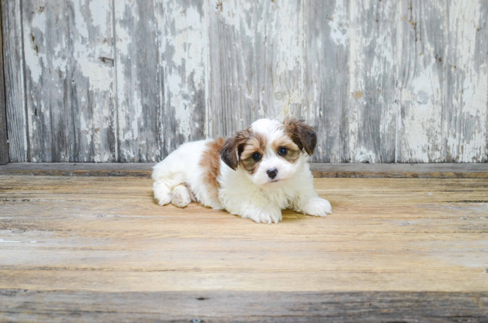 Little Yorkie Designer Puppy