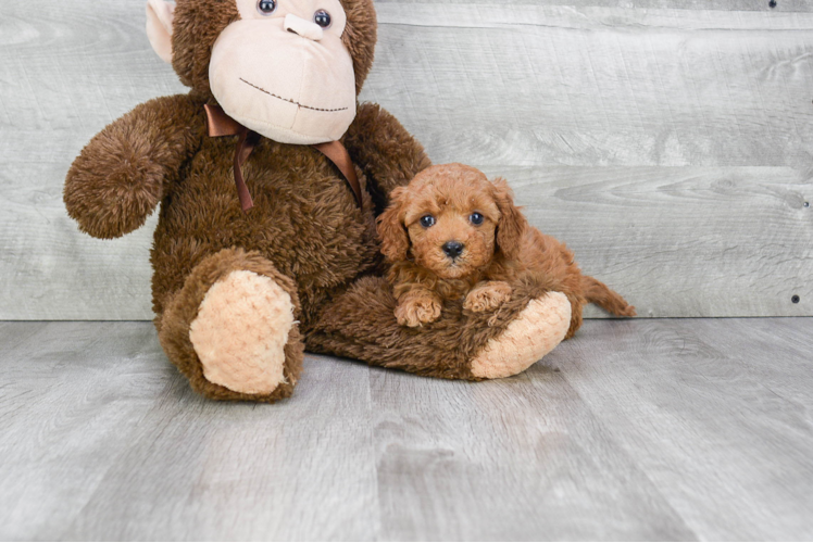 Cavapoo Pup Being Cute