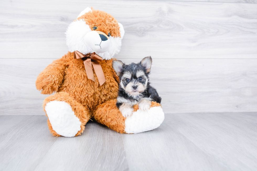 Cute Morkie Baby