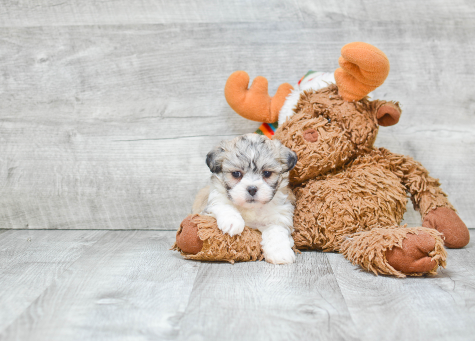 Sweet Teddy Bear Baby