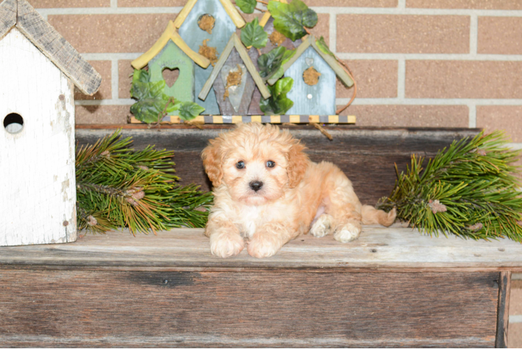 Smart Cavachon Designer Pup