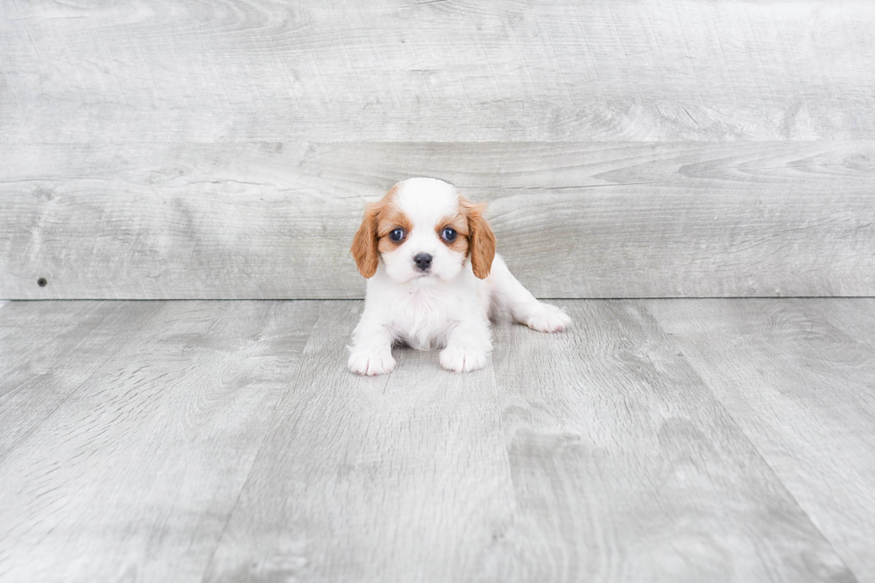 Hypoallergenic Cavalier King Charles Spaniel Baby