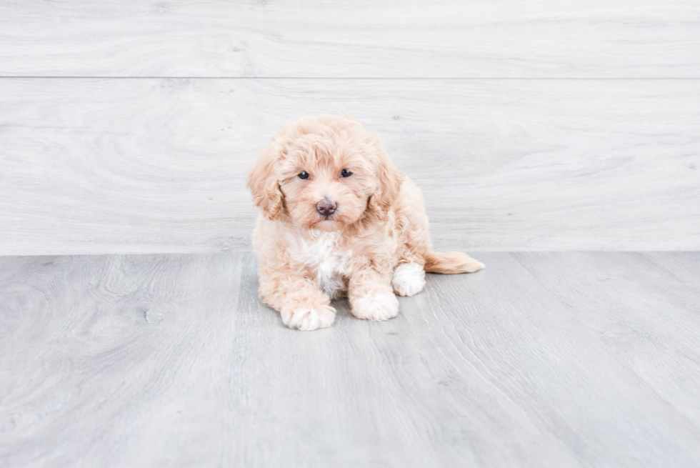 Smart Mini Goldendoodle Poodle Mix Pup