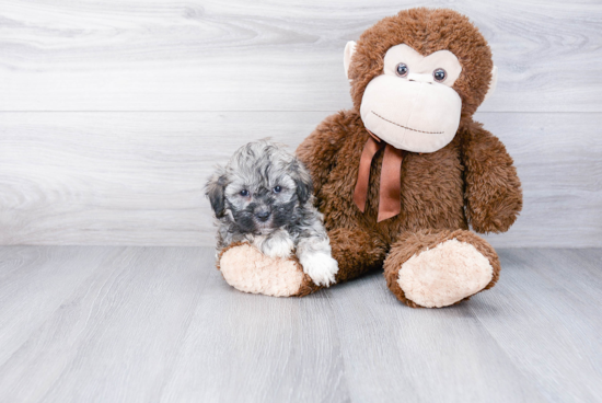 Funny Teddy Bear Designer Pup