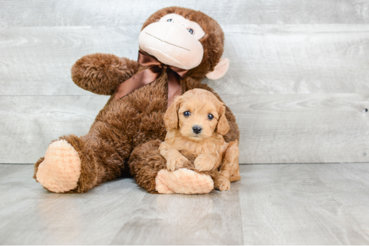 Cavapoo Pup Being Cute