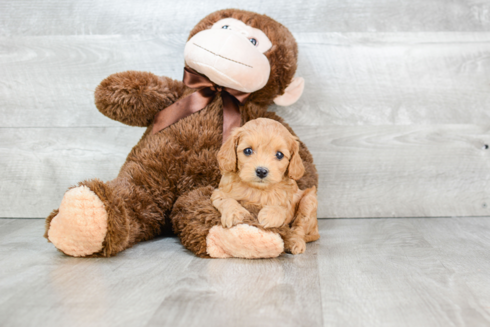 Cavapoo Pup Being Cute