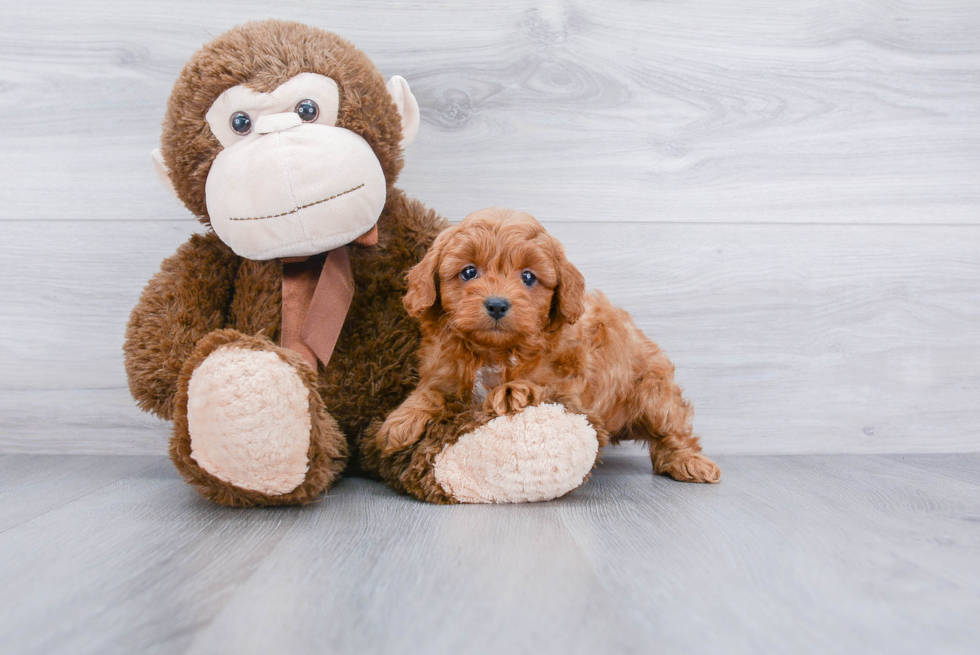 Playful Cavoodle Poodle Mix Puppy