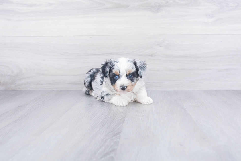 Best Mini Aussiedoodle Baby