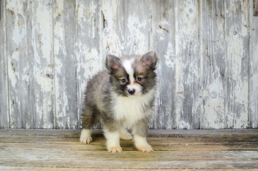 Friendly Pomsky Baby