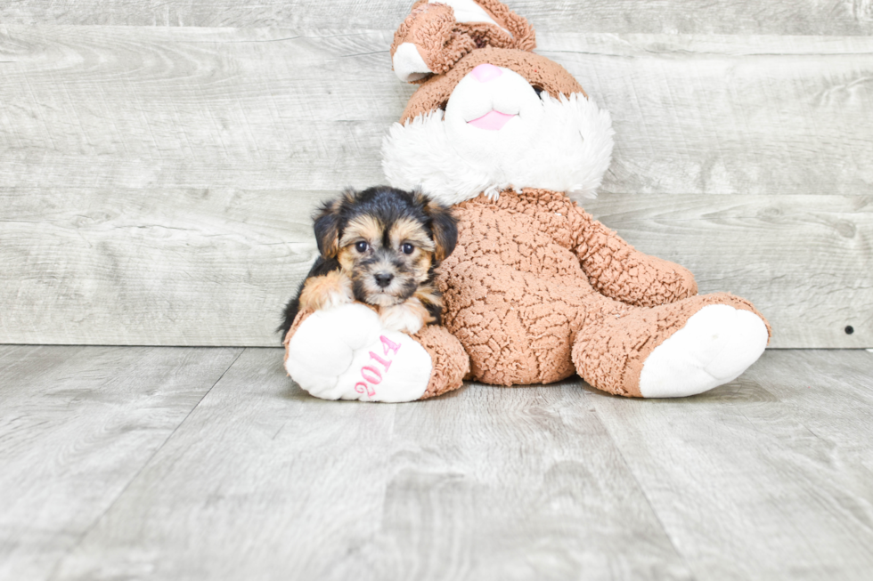 Fluffy Morkie Designer Pup