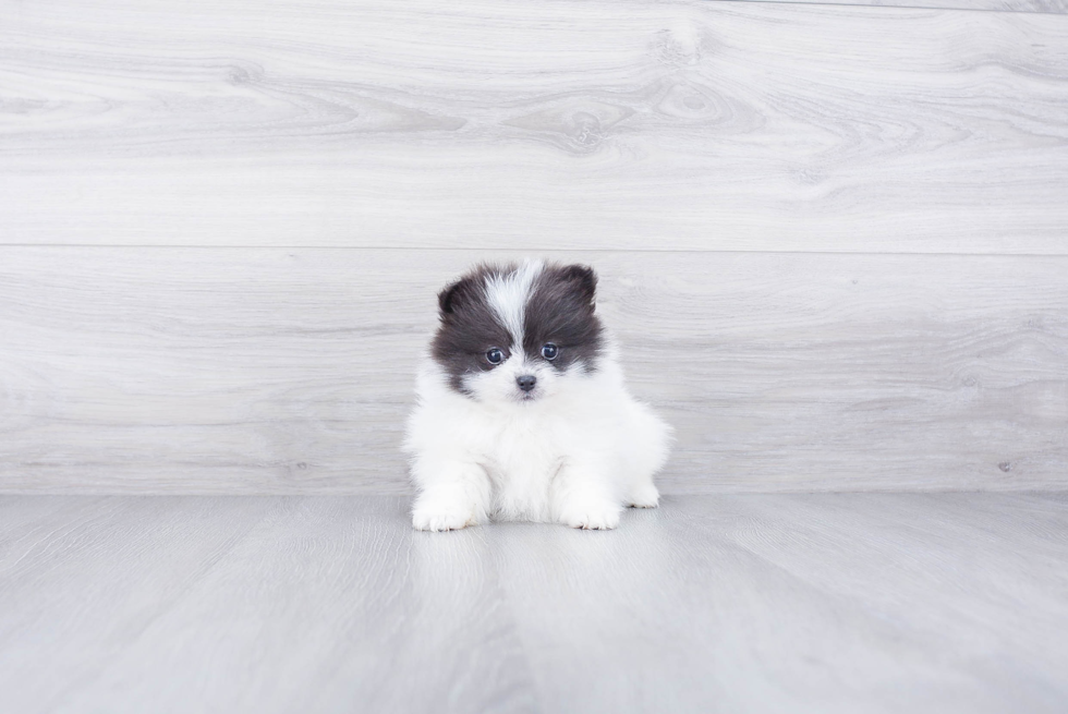 Pomeranian Pup Being Cute